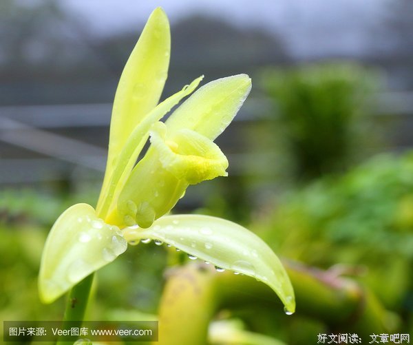 《香草》经典影评集