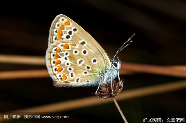 《昆虫的声音》经典影评有感