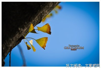 有关千叶集的句子
