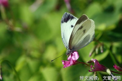 有关蝶恋花的句子