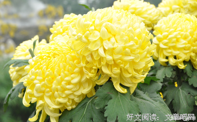 明自当。句子大全