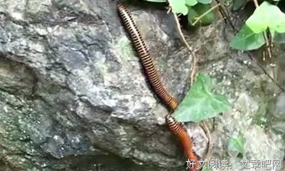 雅舍谈吃读后感100字
