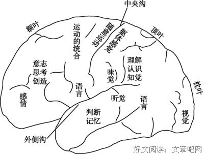 《大脑和音乐》经典影评集