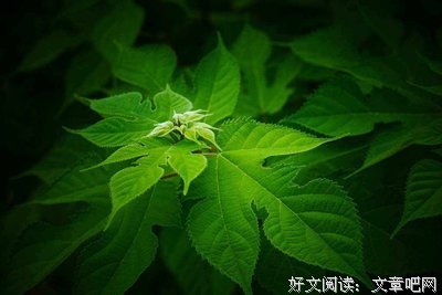 余秀华句子大全