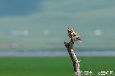 《穿靴子的猫》经典影评1000字