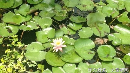 情深，万象皆深读后感锦集