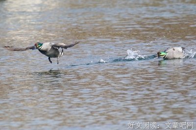 关于逃之夭夭的座右铭