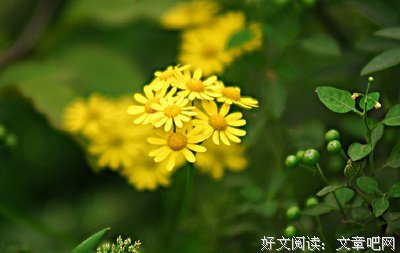 关于君惜的句子