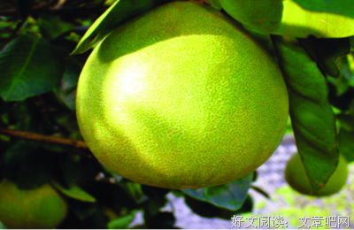 有关 柚子的句子
