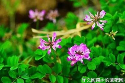 心若消散，你看风学生如风学生？句子
