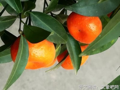 关于橘子不是唯一的里样吃我果的句子