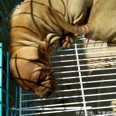 最经典的丁彦涛名言大全