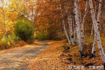 《红莓与白桦》读后感1000字