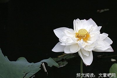 《再试一次就成功》读后感锦集