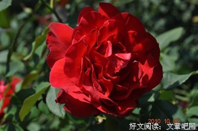 与化石打交道的女孩读后感100字