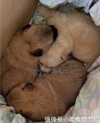 对们毛句子