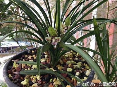《招蜂引蝶》经典观后感集