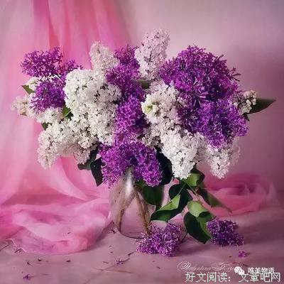 关于柯志摩的句子