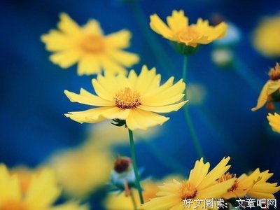关于心痛的优美句子