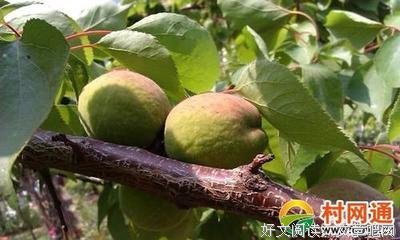 时在个深有杏经典名句