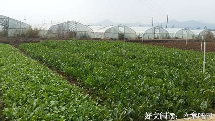 最经典的《无污染、无公害》小说摘抄大全