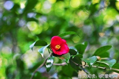 《寒椿》经典影评有感