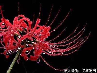 关于悲恋暗楚香的优美句子