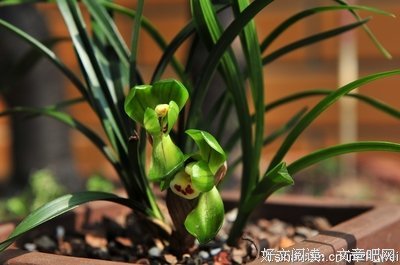 关于心如止家下的句子