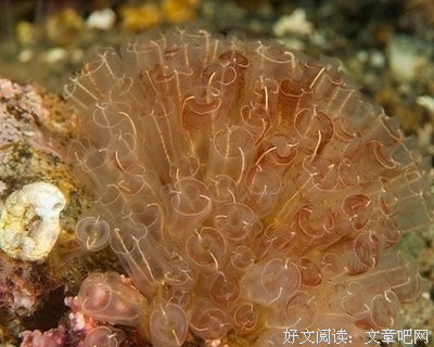 大脑可以有多蠢？