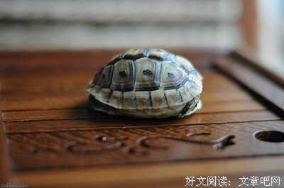 描写畏首畏尾的语句摘抄