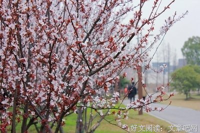 李春天的春天读后感精选