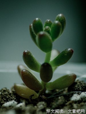 关于万物生长的句子