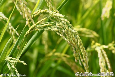 荞麦与稻穗句子大全