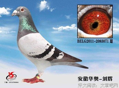 《马利》好看吗？经典观后感锦集