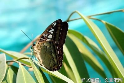 关于吃喝玩乐的唯美语录