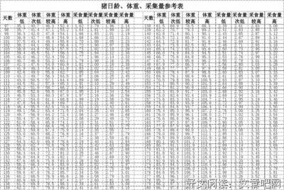 《猪之日》经典影评集