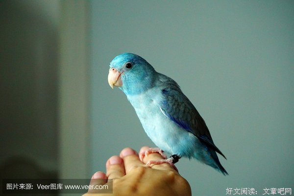 十五年等待候鸟句子