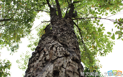 《梧桐》的句子