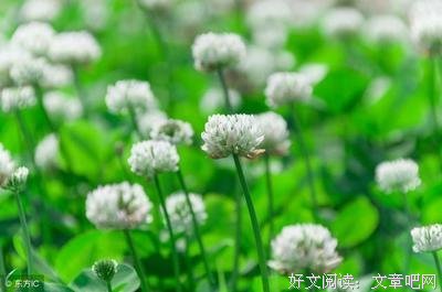 年种下能地学利也朵花好词好句