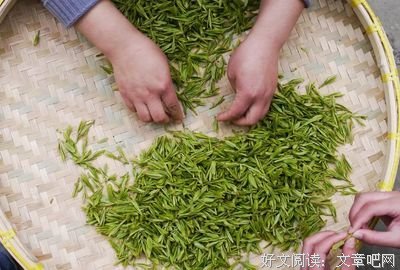 南方有嘉木读后感精选