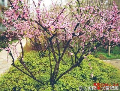 《四季 春》的读后感大全
