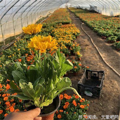 《东京金盏花》的观后感大全