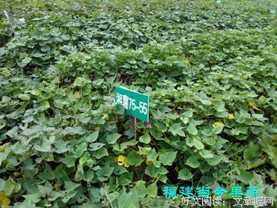 遮种只名句欣赏