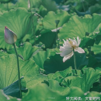 有关山有扶苏的句子