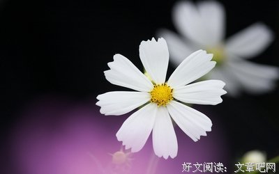 唯美名句欣赏