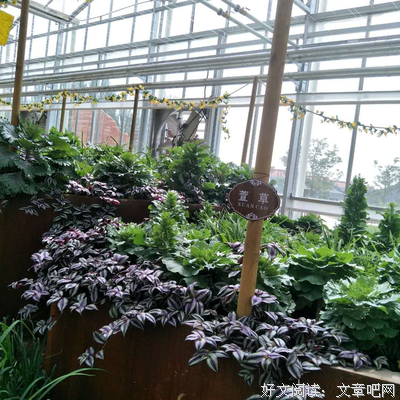 诗和以利子看发