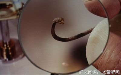 《尸袋》经典影评有感