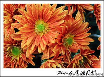 《菊花香》读后感精选