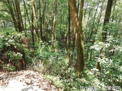 肠道内经读后感1000字