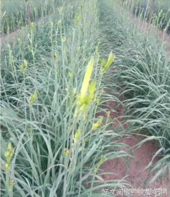 故乡天下黄花的读后感大全